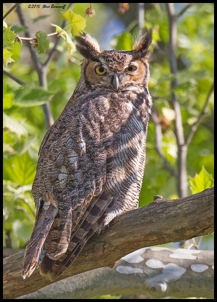 _5SB2002 great-horned owl.jpg